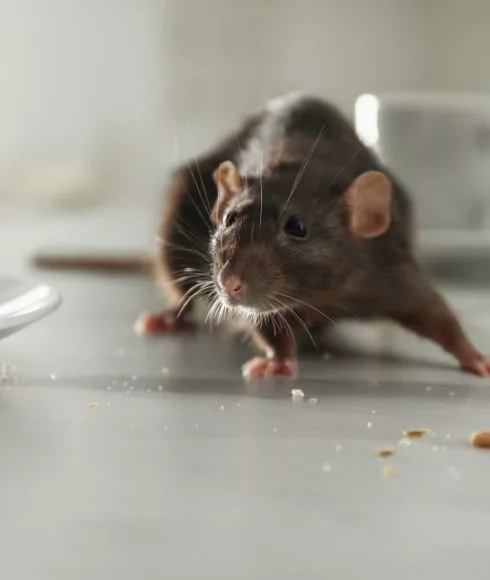 Maus in einer Küche