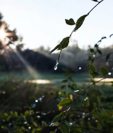Busch mit Tautropfen