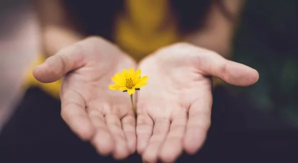 kleine gelbe Blume zwischen zwei Händen
